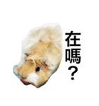 Mr.white the cutest guineapig（個別スタンプ：7）