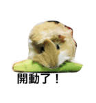 Mr.white the cutest guineapig（個別スタンプ：8）