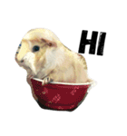 Mr.white the cutest guineapig（個別スタンプ：9）