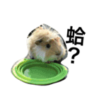 Mr.white the cutest guineapig（個別スタンプ：11）