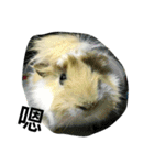 Mr.white the cutest guineapig（個別スタンプ：12）