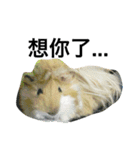 Mr.white the cutest guineapig（個別スタンプ：13）