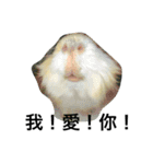 Mr.white the cutest guineapig（個別スタンプ：14）