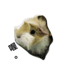 Mr.white the cutest guineapig（個別スタンプ：15）