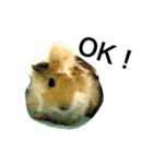 Mr.white the cutest guineapig（個別スタンプ：16）