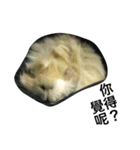 Mr.white the cutest guineapig（個別スタンプ：17）