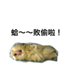 Mr.white the cutest guineapig（個別スタンプ：18）