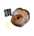 Mr.white the cutest guineapig（個別スタンプ：20）