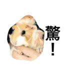 Mr.white the cutest guineapig（個別スタンプ：21）