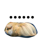 Mr.white the cutest guineapig（個別スタンプ：22）
