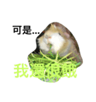 Mr.white the cutest guineapig（個別スタンプ：23）