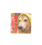 柴犬チップのスタンプ（個別スタンプ：1）