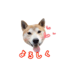 柴犬チップのスタンプ（個別スタンプ：2）