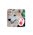 柴犬チップのスタンプ（個別スタンプ：3）