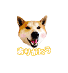 柴犬チップのスタンプ（個別スタンプ：4）