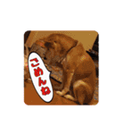 柴犬チップのスタンプ（個別スタンプ：5）