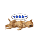 柴犬チップのスタンプ（個別スタンプ：6）