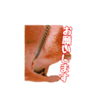 柴犬チップのスタンプ（個別スタンプ：7）