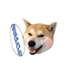 柴犬チップのスタンプ（個別スタンプ：8）