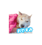 柴犬チップのスタンプ（個別スタンプ：10）