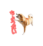 柴犬チップのスタンプ（個別スタンプ：12）