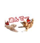 柴犬チップのスタンプ（個別スタンプ：13）