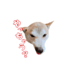柴犬チップのスタンプ（個別スタンプ：14）
