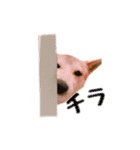 柴犬チップのスタンプ（個別スタンプ：15）