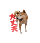 柴犬チップのスタンプ（個別スタンプ：16）