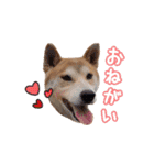 柴犬チップのスタンプ（個別スタンプ：17）