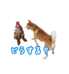 柴犬チップのスタンプ（個別スタンプ：18）