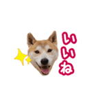 柴犬チップのスタンプ（個別スタンプ：19）
