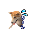 柴犬チップのスタンプ（個別スタンプ：20）