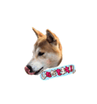 柴犬チップのスタンプ（個別スタンプ：21）