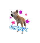柴犬チップのスタンプ（個別スタンプ：22）