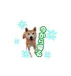 柴犬チップのスタンプ（個別スタンプ：23）