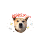 柴犬チップのスタンプ（個別スタンプ：24）