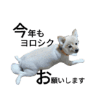 愛犬のスタンプ3（個別スタンプ：3）