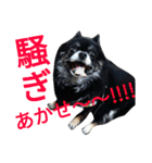 愛犬のスタンプ3（個別スタンプ：8）