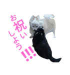 愛犬のスタンプ3（個別スタンプ：9）