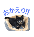 愛犬のスタンプ3（個別スタンプ：10）