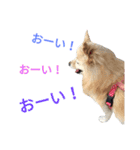 愛犬のスタンプ3（個別スタンプ：11）
