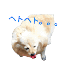 愛犬のスタンプ3（個別スタンプ：12）