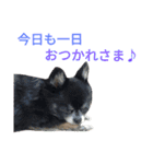 愛犬のスタンプ3（個別スタンプ：13）