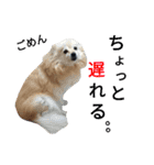 愛犬のスタンプ3（個別スタンプ：14）