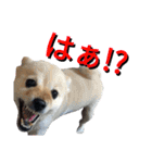 愛犬のスタンプ3（個別スタンプ：15）