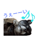 愛犬のスタンプ3（個別スタンプ：16）