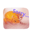 レオパの楓さん（個別スタンプ：2）