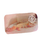 レオパの楓さん（個別スタンプ：3）