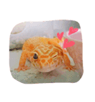 レオパの楓さん（個別スタンプ：6）
